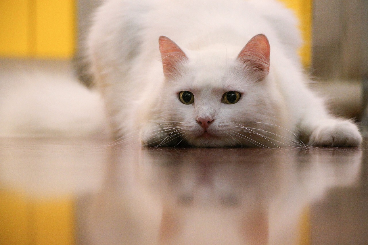 王欣瑜再现猫咪狩猎，揭秘动物行为背后的奥秘
