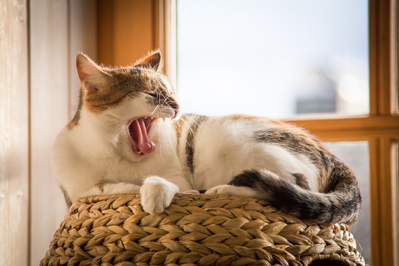 揭秘银渐层猫咪的身价，美丽背后的饲养知识与投资理性