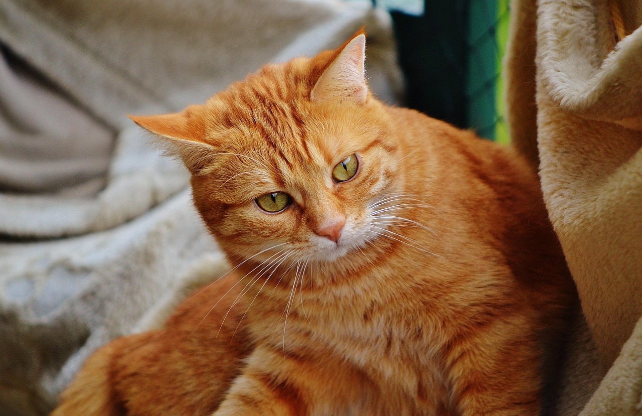 猫在教室里生小猫，一场意外的教室奇遇记